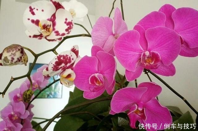 8种花,开完花别急着丢,剪一刀还能继续开!