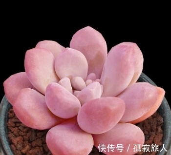 不容错过的8款粉色系多肉,颜值高好养护,仙气十足,适合新手!