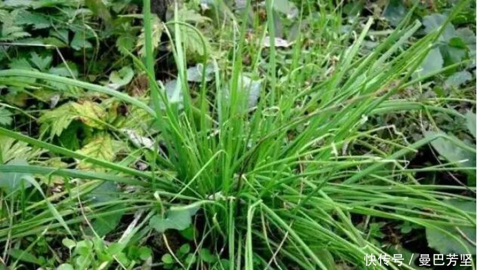 12种可食用野菜,怎么做都好吃,再不挖点尝尝,就要老了