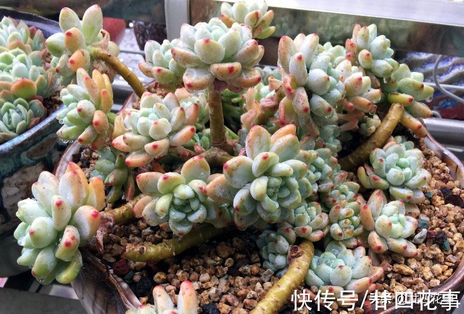 劳尔劳尔|9种多肉不耐寒,寒潮来临,除了要提前保暖外,还要控水避风