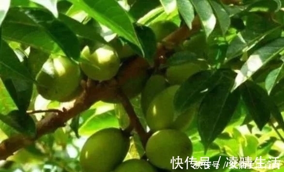 工巧匠|农民一种野果子,味道难吃,殊不知价值珍贵,卖到26元一斤