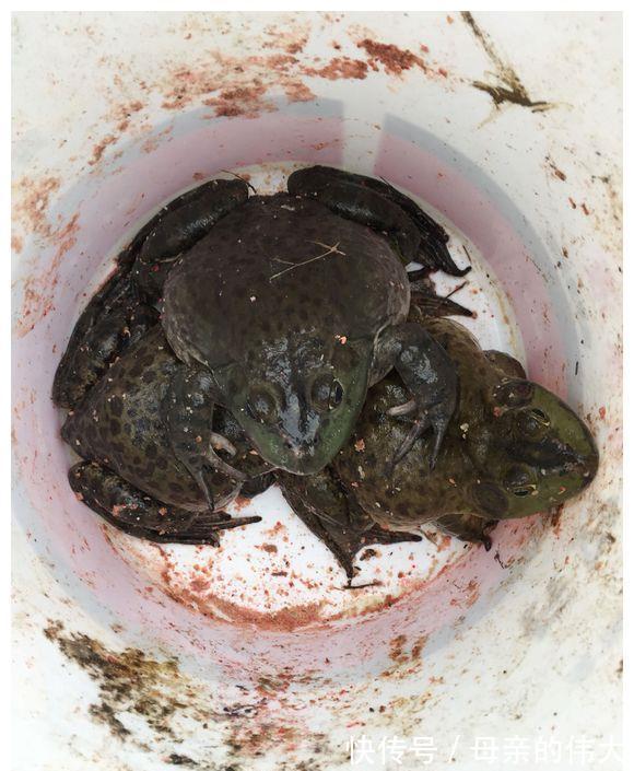 大水过后,河里来了一群“大嘴怪”,当地钓鱼人:鱼快被吃光了