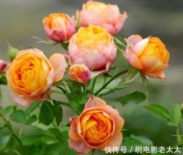  4种花，容易打理易开花，花期长花朵多，家里变花海！