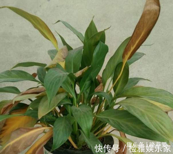 叶片|8种“喜水花”，不怕浇死了，越浇水长得越旺，手不勤养不活