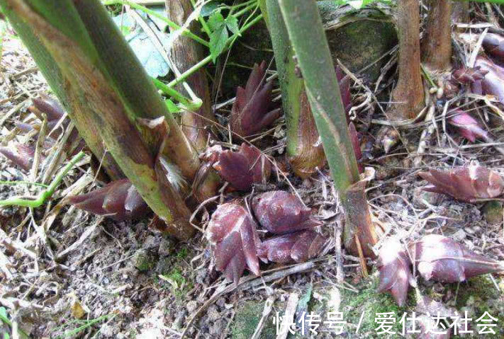 中国农村|长在厕所旁的野草,在中国农村泛滥成灾,在日本花高价还买不到