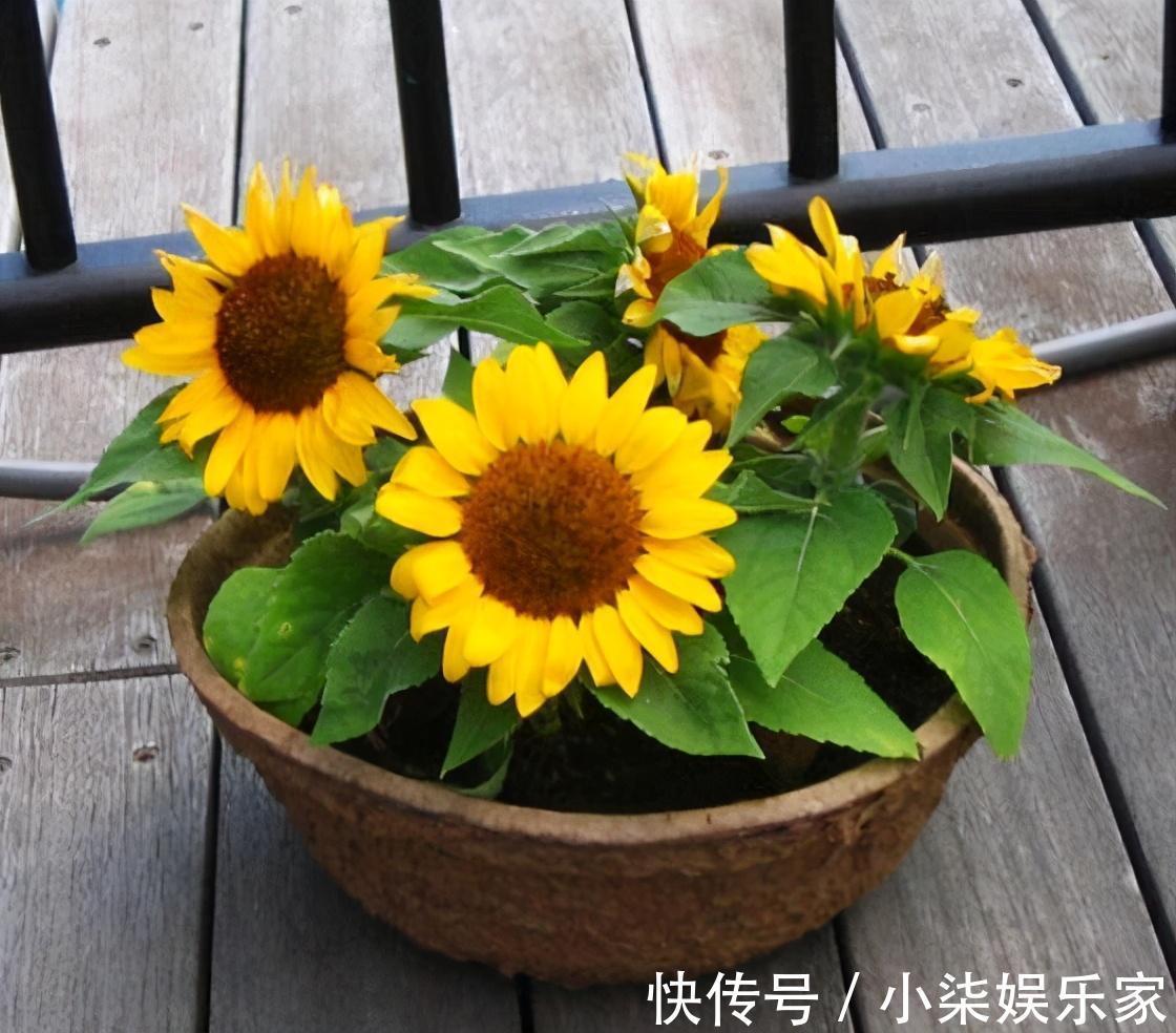 什么属相养什么“花”,一看就明白,看看你养对了吗