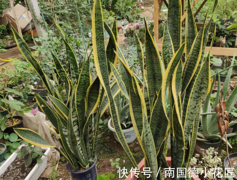 新芽|天一转凉，虎皮兰就饿了？常用它喂喂，补营养，盆栽呼呼出新芽