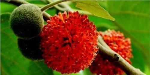 男人|农村随处可见的稀罕水果,男人吃了有益,如今20元一斤