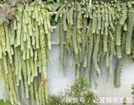 老妈|老妈养在家的盆栽,长大后变样,乐坏了