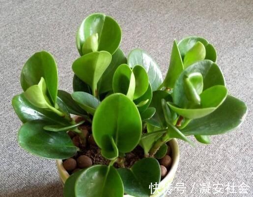 碧玉|它叫“小家碧玉”，懒人轻易“养不死”，客厅养一盆，净化空气