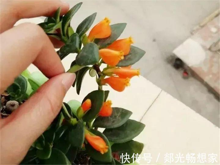 金鱼吊兰这么养，1年四季都能开花，小金鱼噗噗冒！