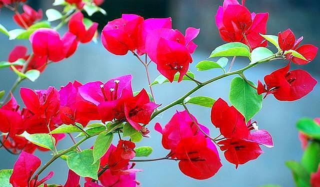 三角梅小苗，施肥选择好，让它根系变强大，枝繁叶茂，花开爆盆