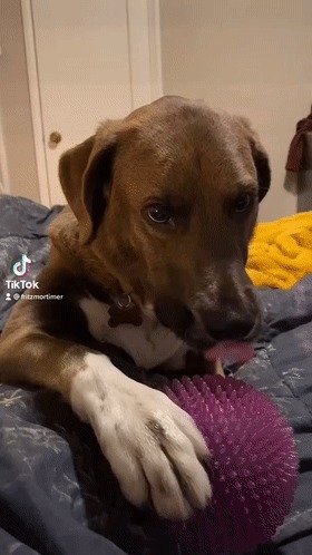 |自由让狗狗面目全非?柴犬别名日本哈士奇!搞笑它是认真的?