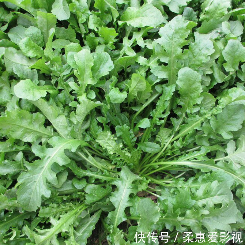 野菜|农村8种野菜,在冬季可以采挖来吃,你都吃过几种?不要错过
