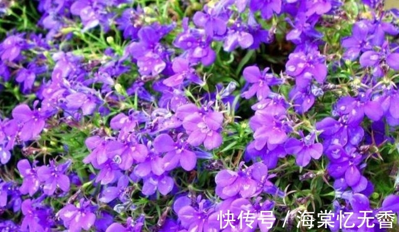 阳台上|此款花卉,好养易爆盆,沾点水就疯长,开花勤还爱爆盆,美