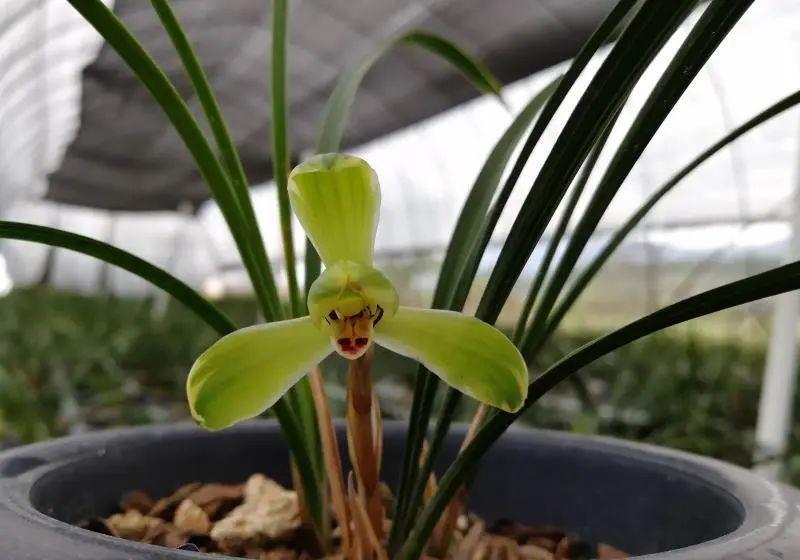 曾经天价的8种兰花,如今跌落神坛,普通人也买得起