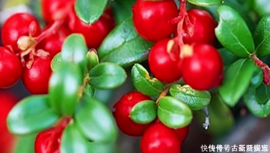 蔓越莓|长寿老人最爱吃3种食物,增强抵抗力,有益健康
