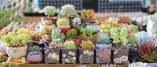 小老桩|养多肉有4忌,避开了才能长得胖乎乎,独苗变成群生小老桩