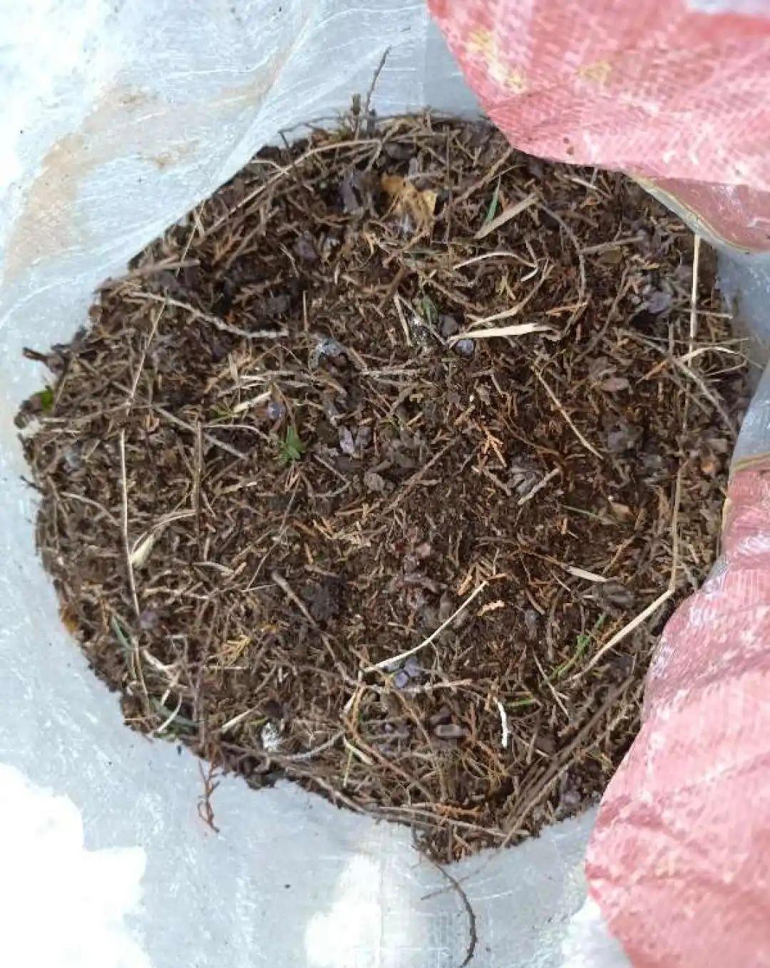 拿它一捂,长寿蟹爪兰嗖嗖冒花苞,多肉呼呼胖三圈