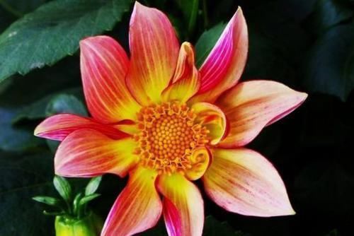 养花就养此4种，漂亮不输牡丹，四季开花，很值得拥有