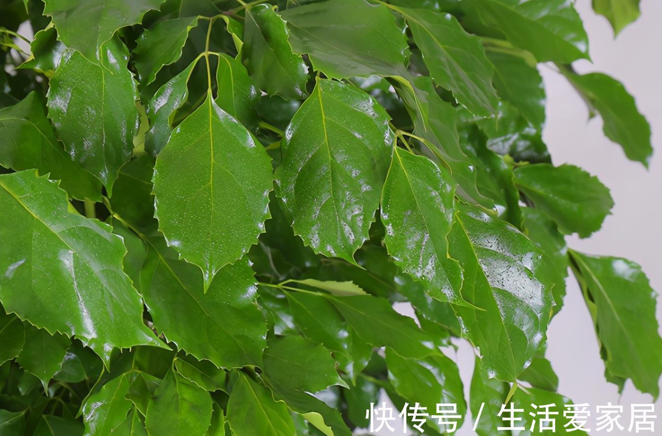 小苗|盆栽幸福树想从小苗长成大苗,只要掌握这2步,2年就能长大好几倍