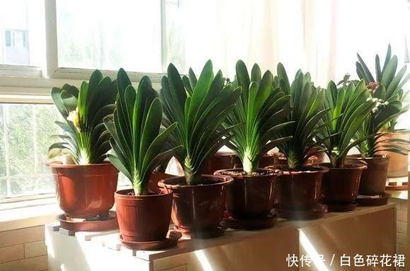 春天养君子兰，讲究4处“透气”，做好了就枝繁叶茂