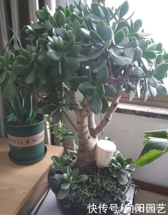 多肉|玉树，吸财树，两种多肉，你喜欢哪种？玉树最好，长得最快