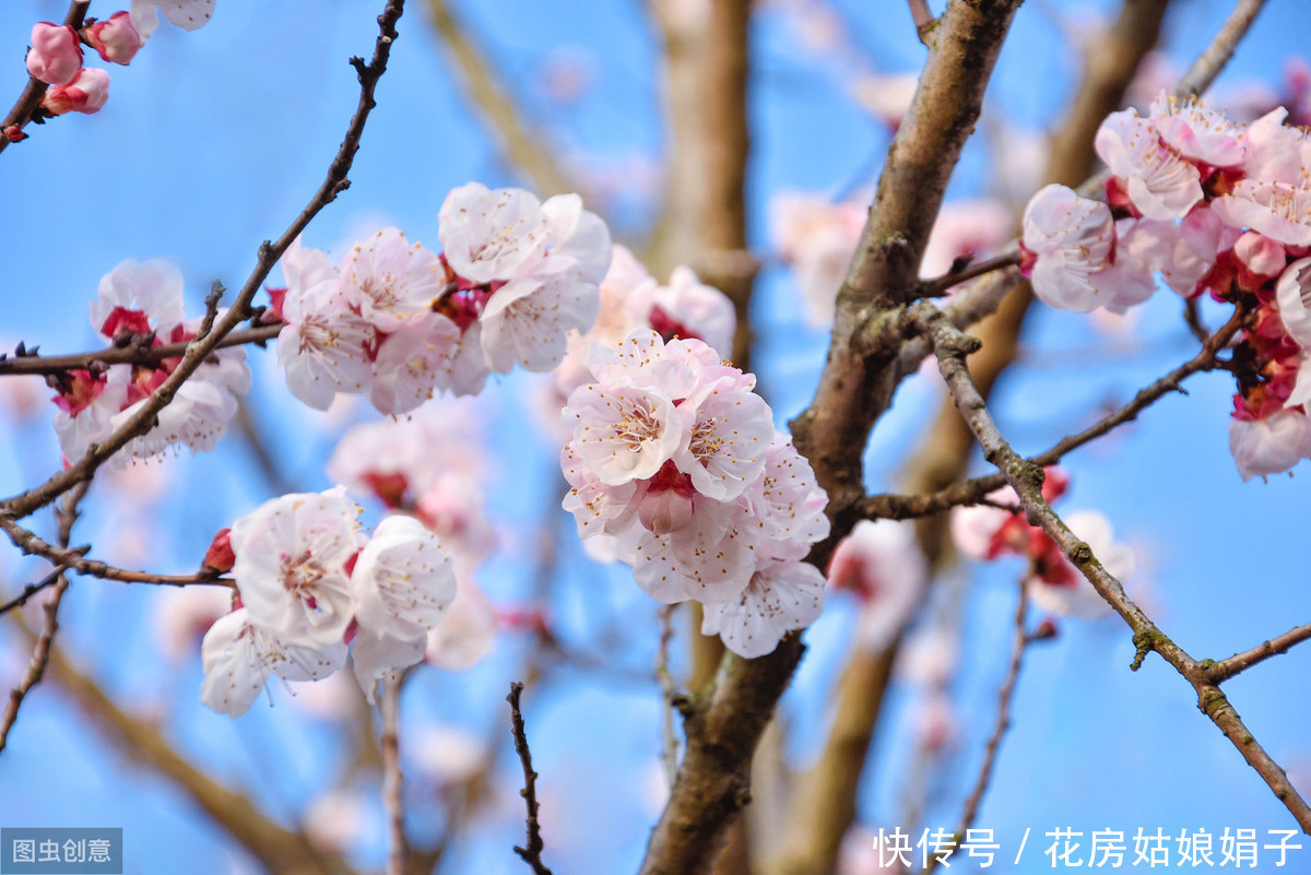 满枝|开花结果前，用啥花肥多不如它，养啥旺啥，花爆盆果子挂满枝