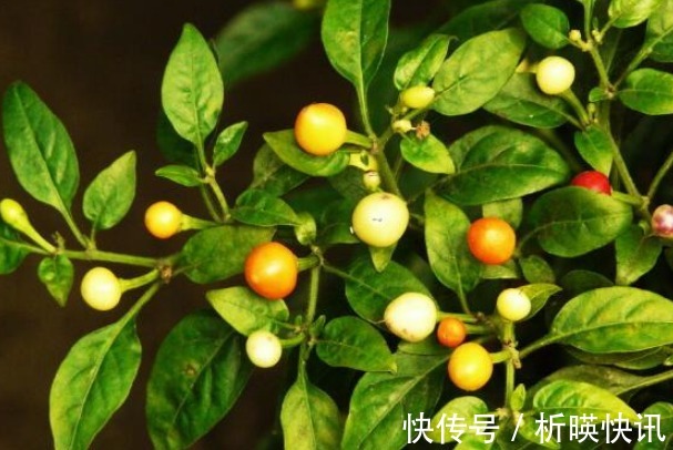 果实|此花是“椒中珍品”,寓意为引人注目,可以为家中带来财运!