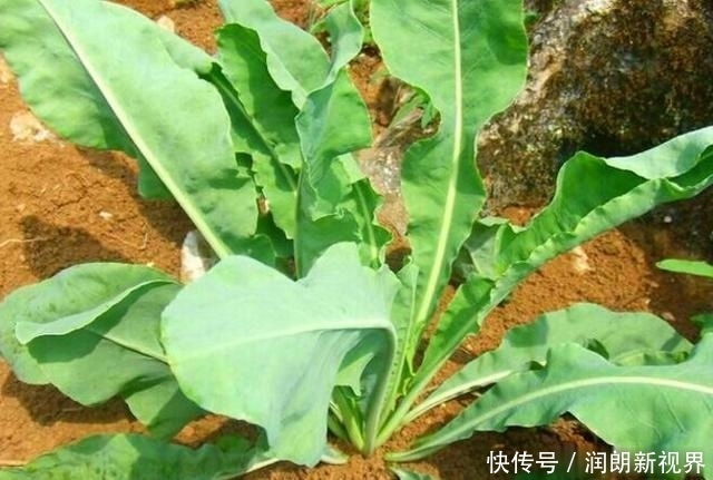 肠黄|老兽医60种常见中草药“一药一功效”汇总，建议养鸡人看看
