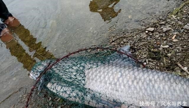 特征|钓到大鱼第一步，你得先找到符合这两点特征的水域