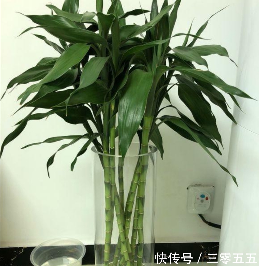 富贵竹叶子发黄，不要扔掉，简单处理后，还能再次长得繁茂