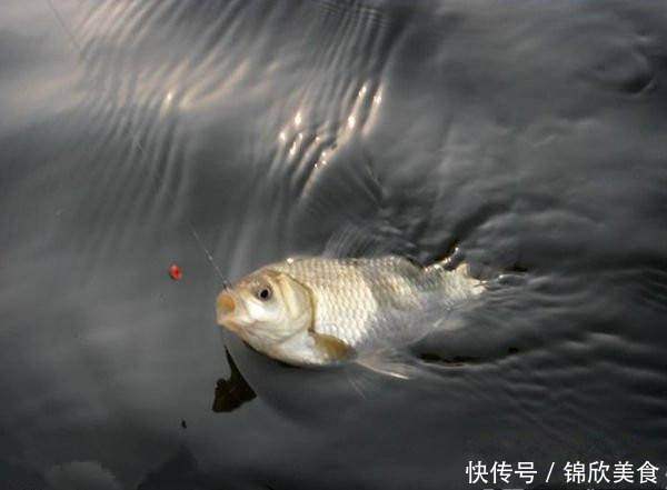 面粉|8种令鲫鱼痴迷的饵料配方，取材方便效果绝佳
