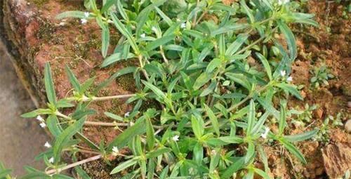 癌症|癌症“特效草”找到了,野外“随处可见”,治癌防癌赶快吃起来