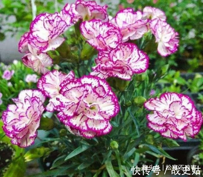 家里阳台养此款花,花大色艳胜玫瑰,花开芳香四溢