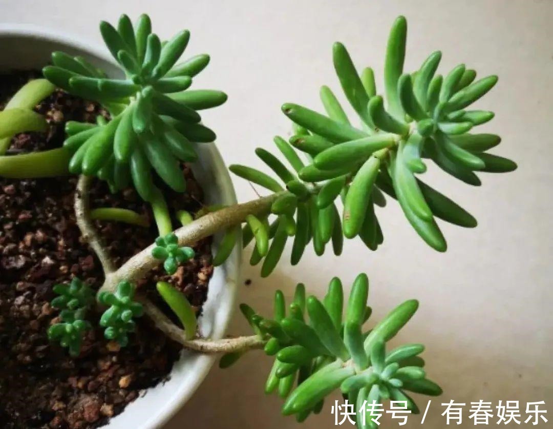 玛格丽特|现在养花要重剪,剃光头,撸光叶,越狠越爆盆