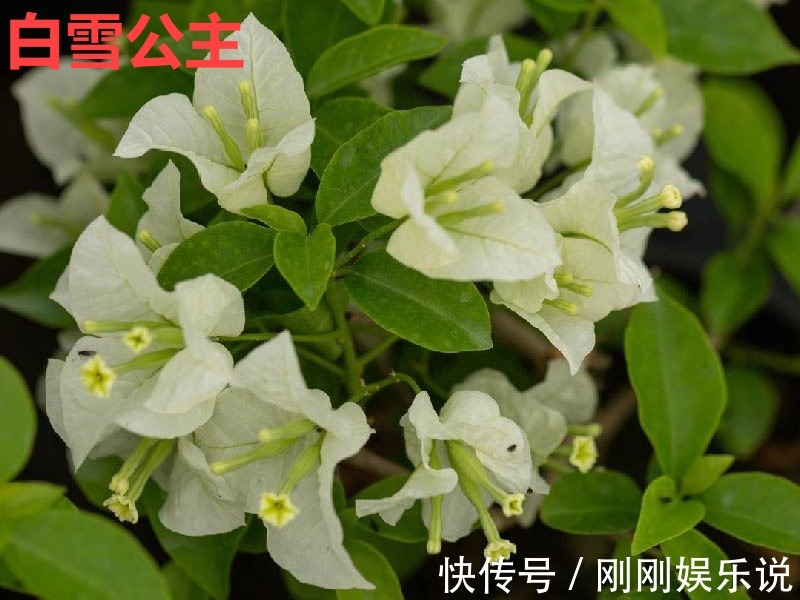 抗病、不招虫的天竺葵，屋里养一盆，开花一茬接一茬