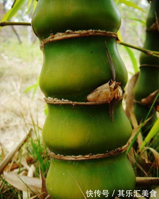 家中养“5种竹”,富贵不俗,护家祥瑞,好日子节节高升