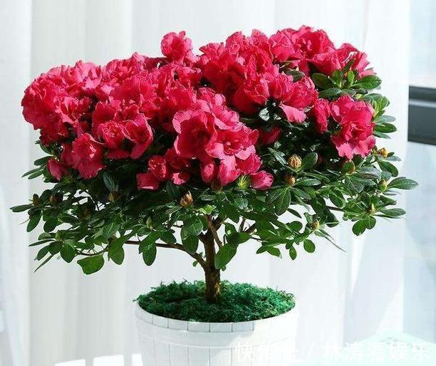 养分|杜鹃花谢后，咔咔“剃光头”，来年开花量，多了好几倍