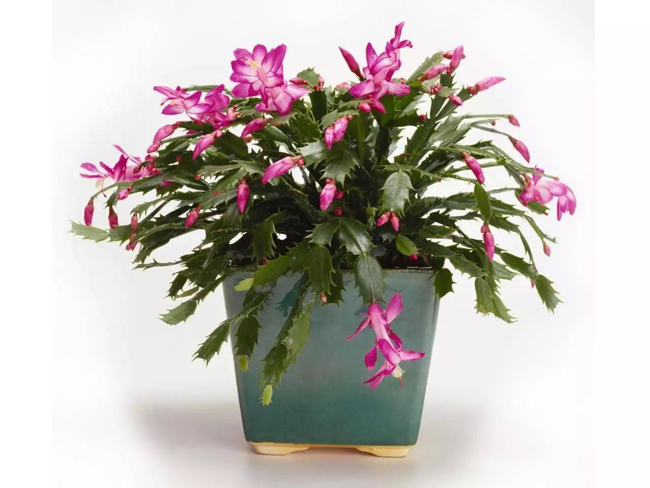 这“两种”花,虐一虐之后,不仅不会枯萎,反而越开越旺!