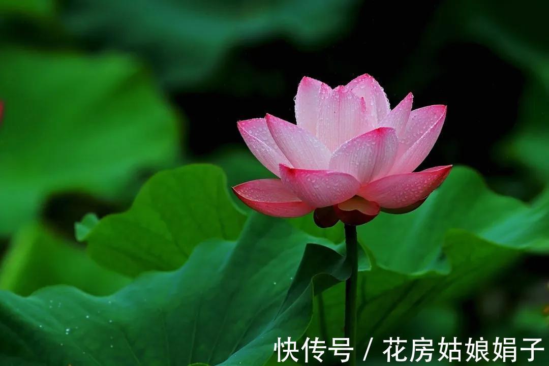 养分|葳蕤俏丽如碗莲,为何只长叶不开花?为你揭开8个不开花的原因