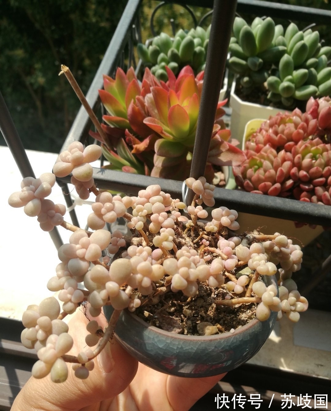 这“三多肉”是爆崽小能手,颜值高易爆盆,却因便宜“无人问津”