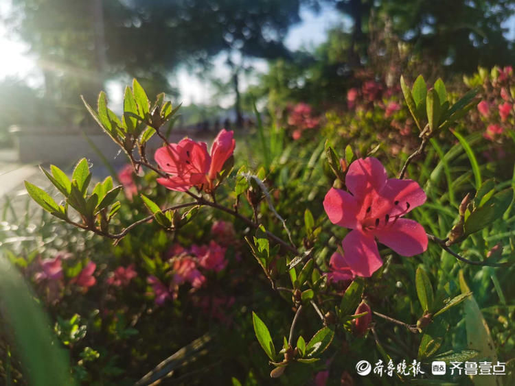 临沂这里遍地芬芳，快来与杜鹃花来一场“夏天之约”吧|花开齐鲁| 临沂