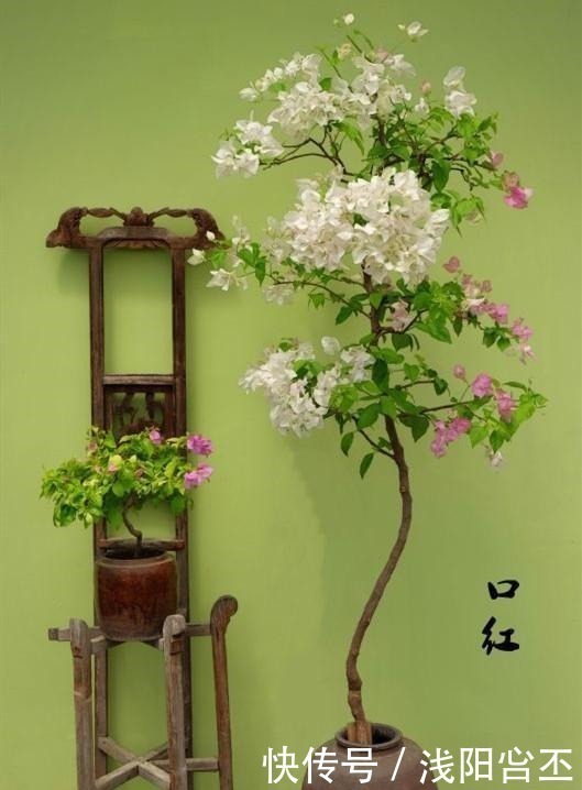 花友|养三角梅的最高境界,看得我直流口水!养三角梅的最高境界,看得我直流口水!