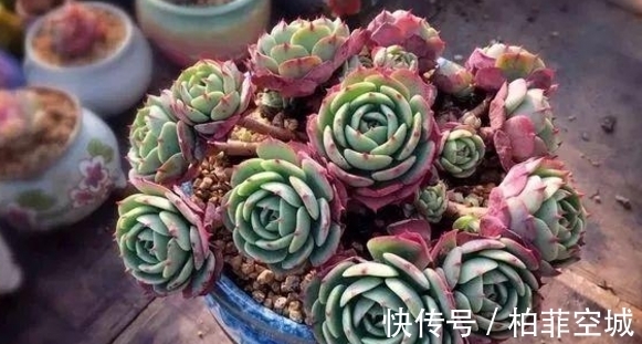 盆栽土不够透气,是因为植物上盆前少做了这一步:填充它们