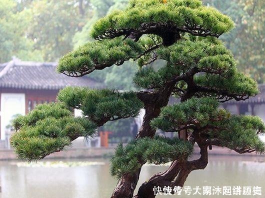 越“老”越值钱的“3种”植物,花粉都成“天价”,你家有养吗?