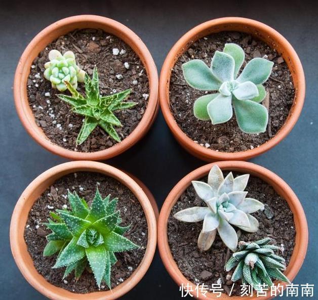 如何养好“多肉”免费教你一招“多肉”养殖技术
