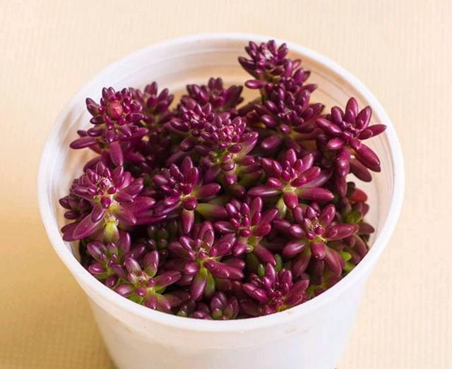 紫米粒|这款多肉通体紫红色,造型别样养护简单,紫米粒多肉都喜欢