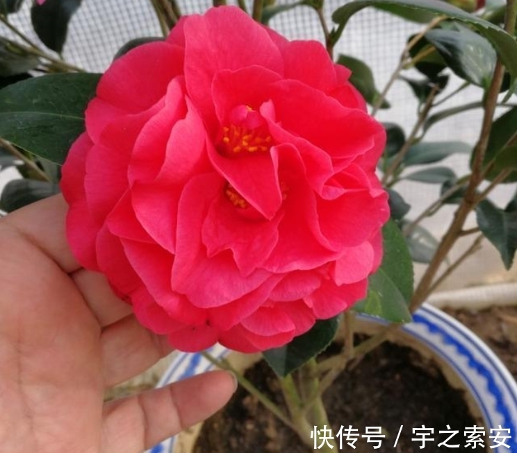 此茶花，比牡丹还美，花姿雍容大气，香味醇正悠远，新手也能养好