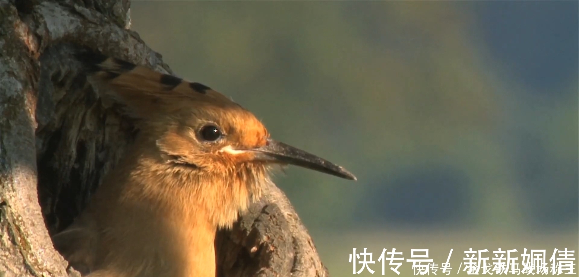 时辰|出生在这几时辰的孩子,是最有出息的,让家里越来越富裕